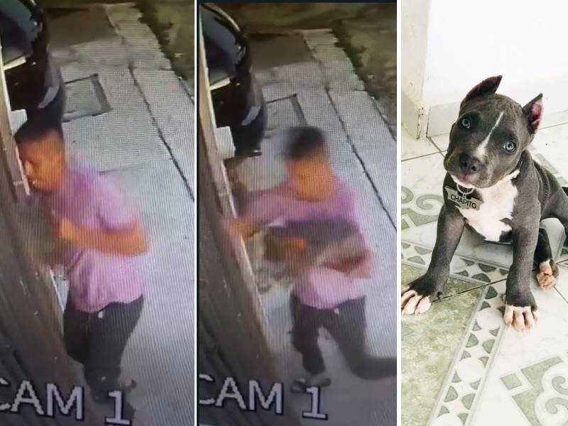 VIDEO. Roban a cachorro Pitbull de vivienda en Cancún