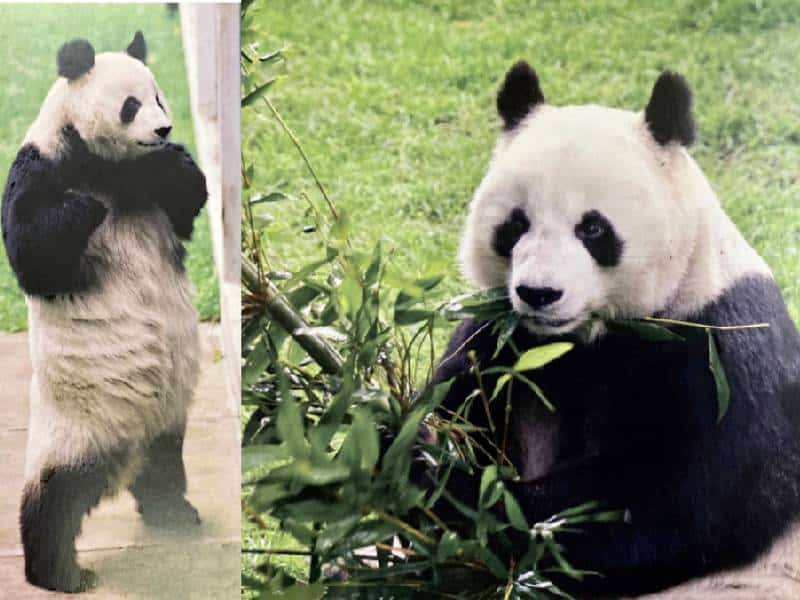 Fallece Shuan Shuan, la panda más longeva de México