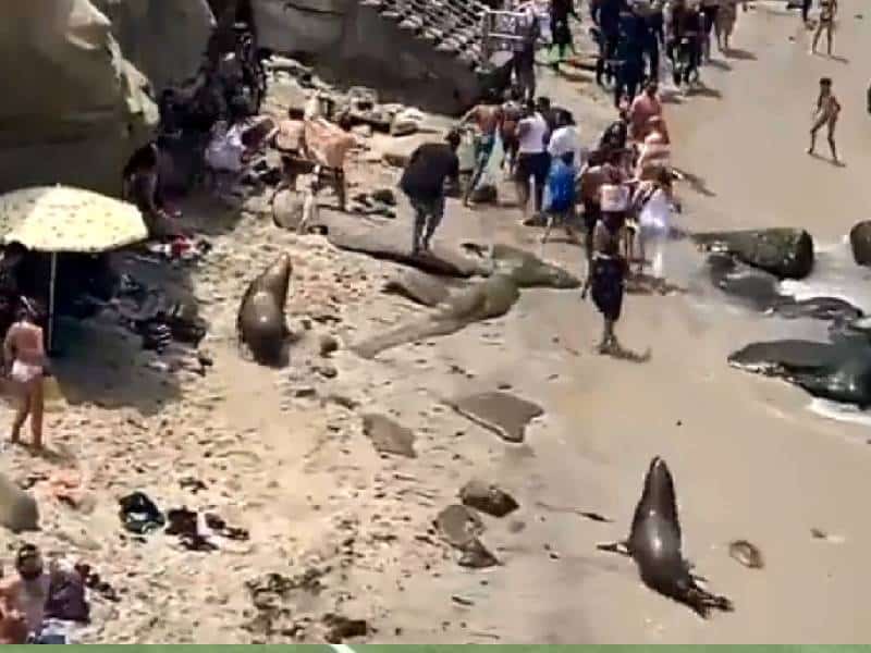 Viral: Leones marinos desatan caos en playa; ahuyentan a turistas
