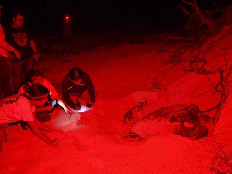 Registran alza de casi 15% en nidos de tortuga en Cozumel