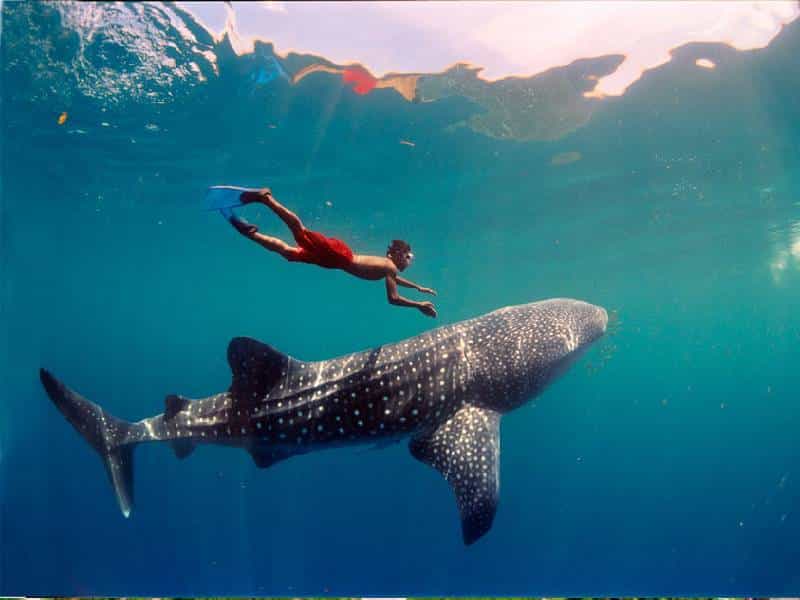Llegada del tiburón ballena a Holbox deja "millonarias ganancias" a turisteros
