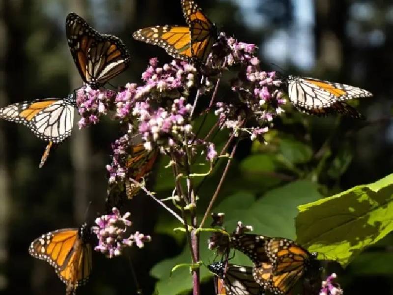 Incluyen a la mariposa Monarca en especies en peligro de extinción