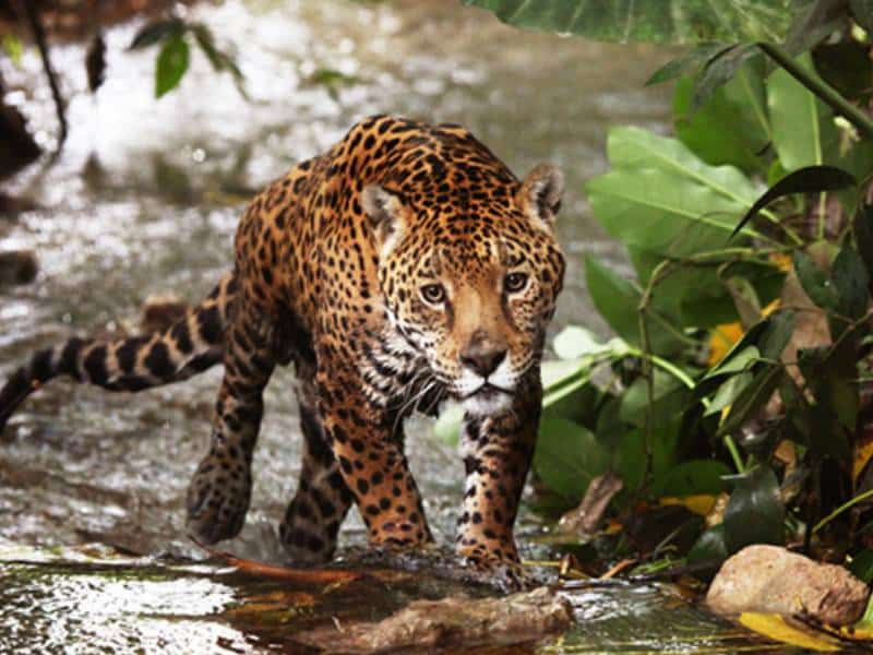 Decretan creación de área natural jaguar 