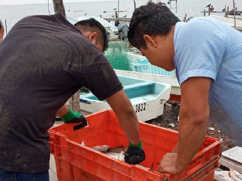 Medio ambiente influye en temporada negativa de captura de langosta en Lázaro Cárdenas