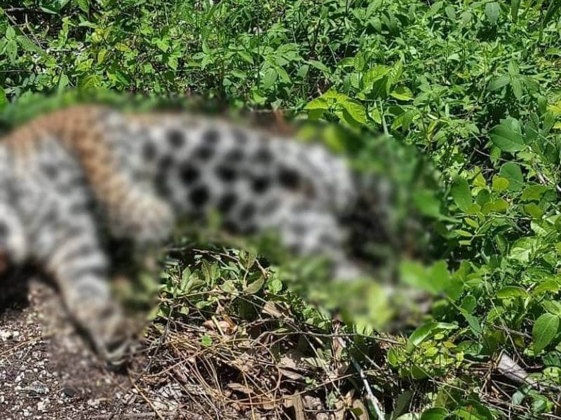 Reportan cadáver de jaguar atropellado en Felipe Carrillo Puerto
