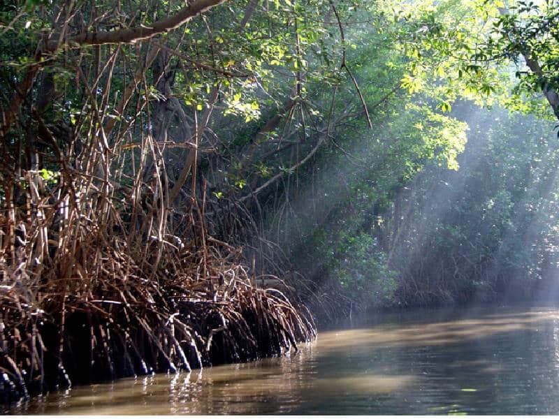 Proponen recuperar 306 hectáreas de manglar en Nichupte
