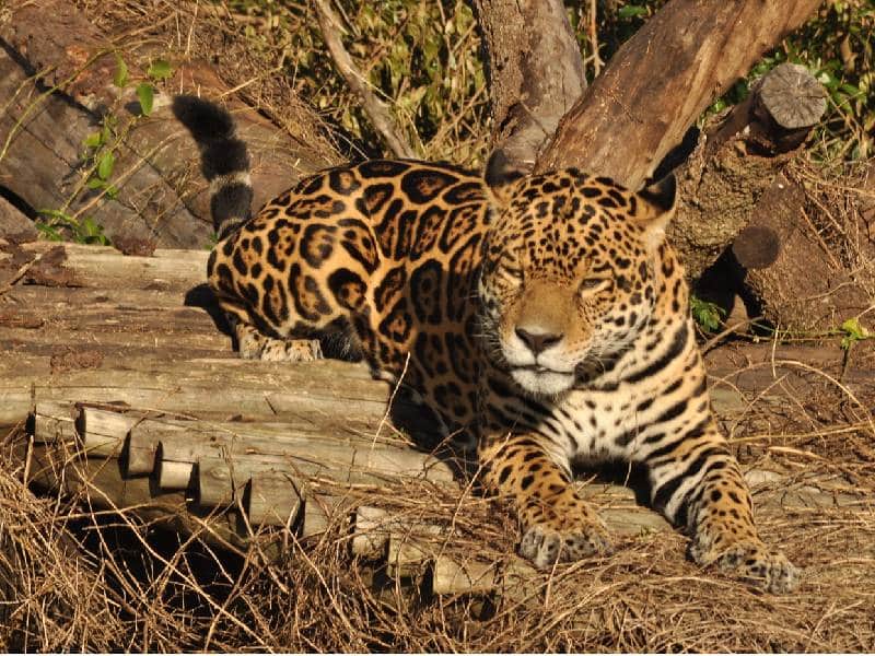 Parque de jaguar protegerá especies relevantes