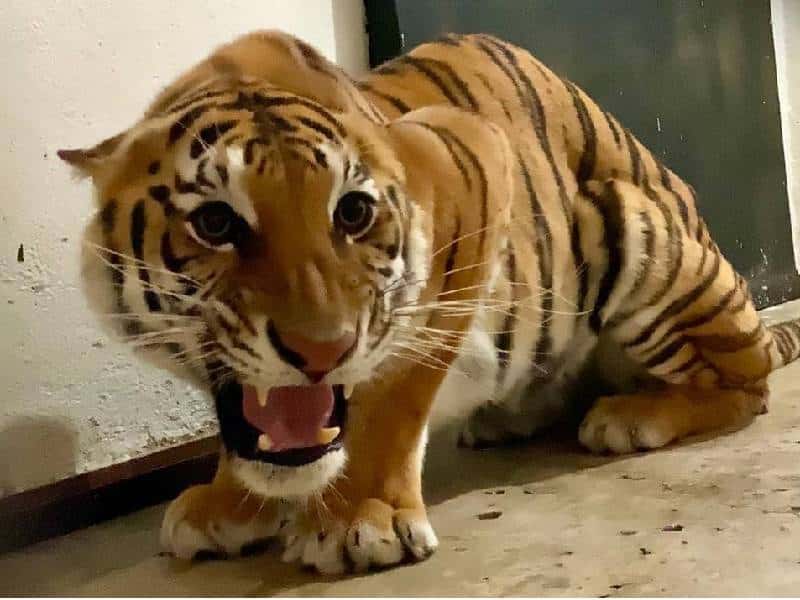 Enriquecimiento ambiental a felinos que llegaron a Zoológico de Chapultepec