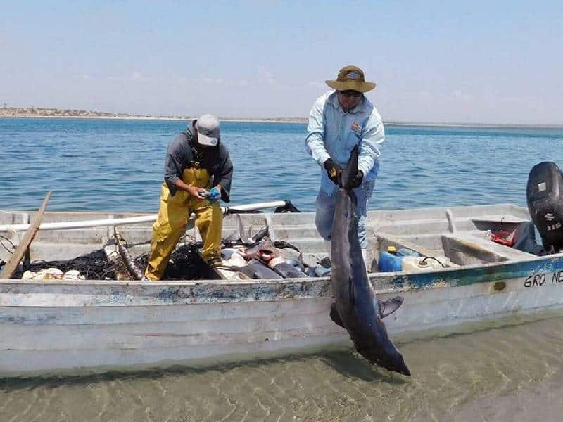Manifiestan problemas pescadores de Quintana Roo