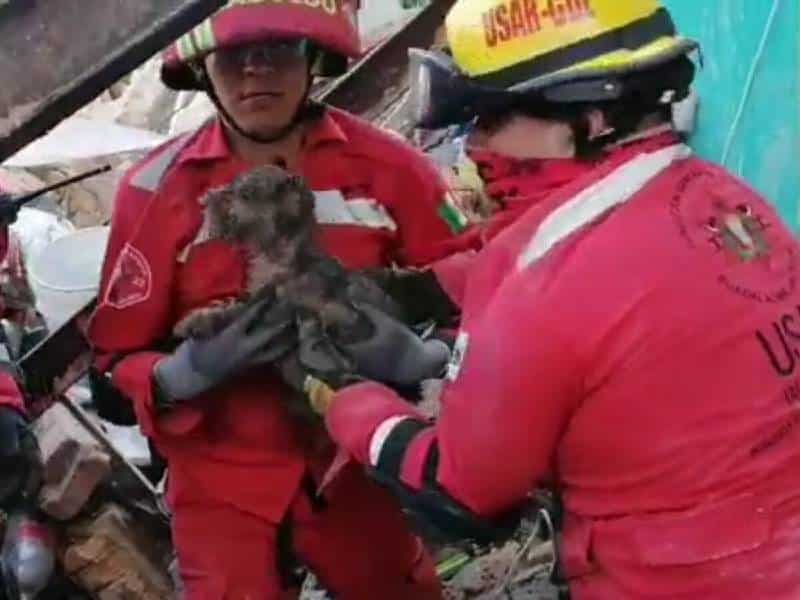 Tras explosión en Jalisco rescatan a “Lobita” perrita que quedó debajo de los escombros
