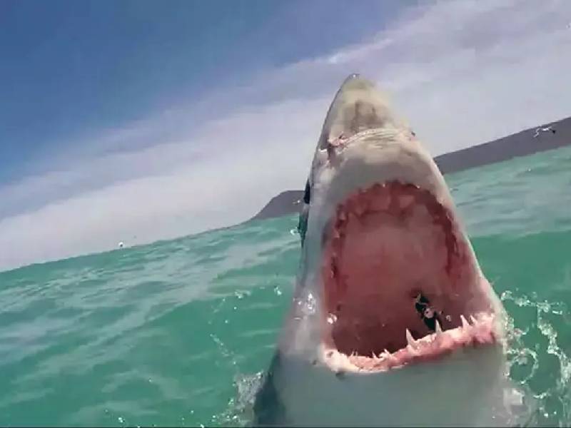 VIDEO. Tiburon estuvo a punto de atacar a un nadador
