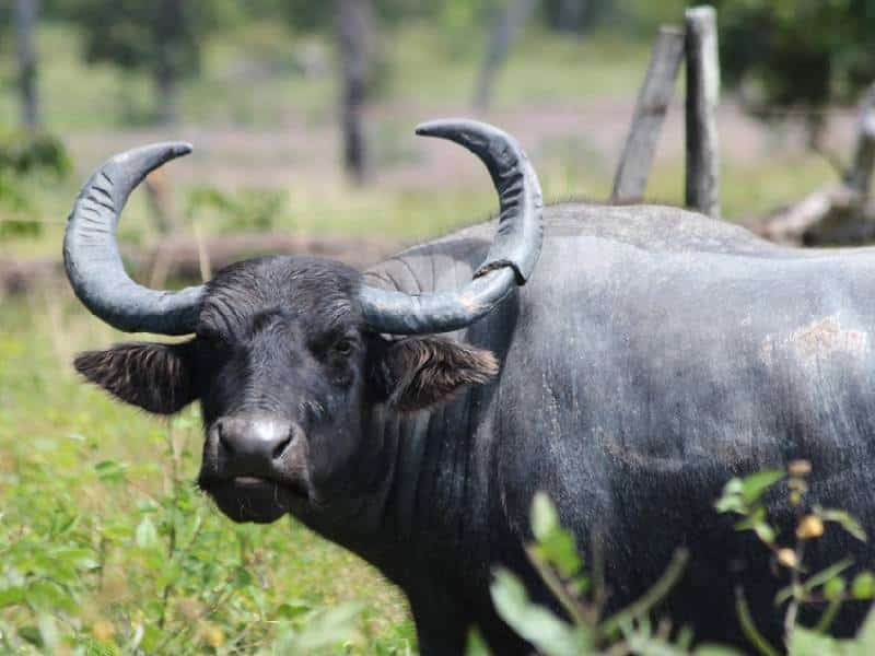 Ayuntamiento de Lázaro Cárdenas busca impulsar crianza de búfalos