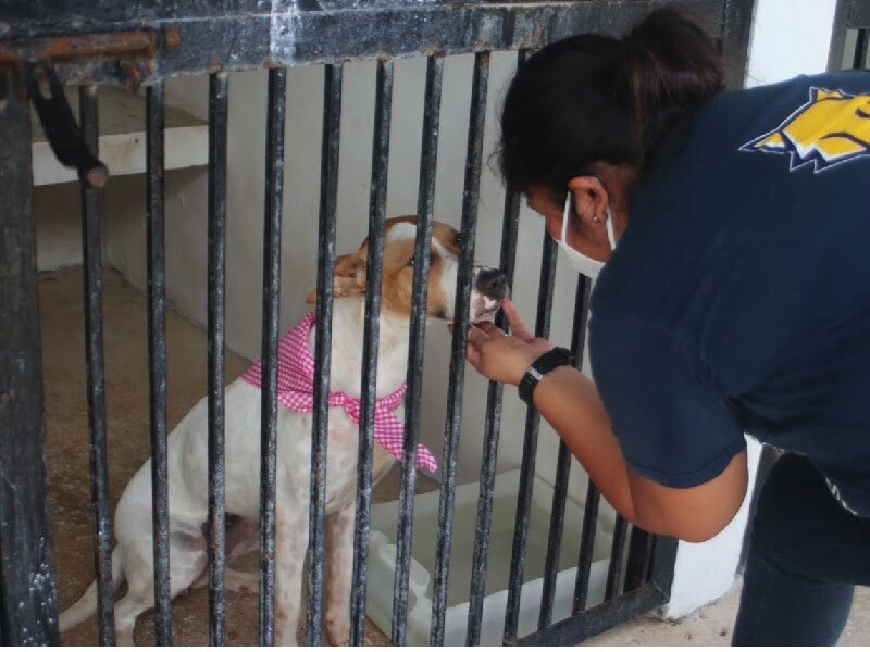 Mantienen en Cancún programa permanente de protección y bienestar animal