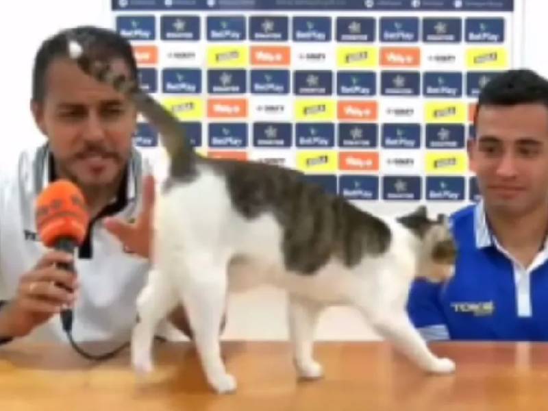 Video. ¡Comper! Gatito se roba la atención de las cámaras en rueda de prensa de futbol