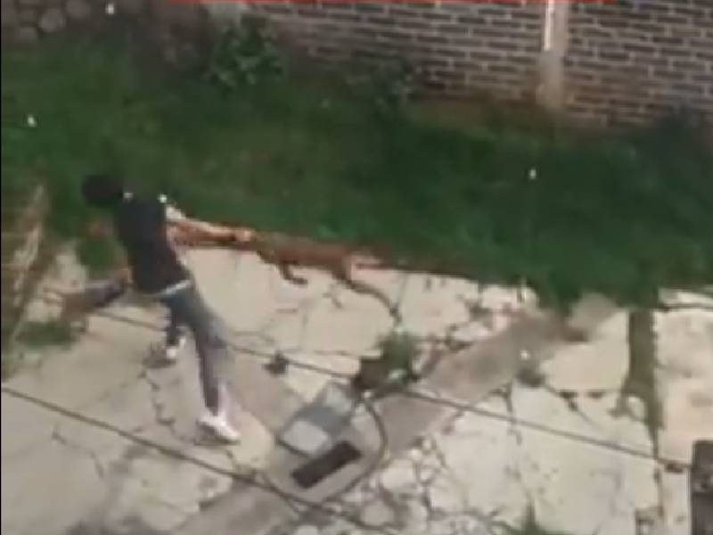 VIDEO. Exhiben a sujeto maltratando a un perrito en su patio