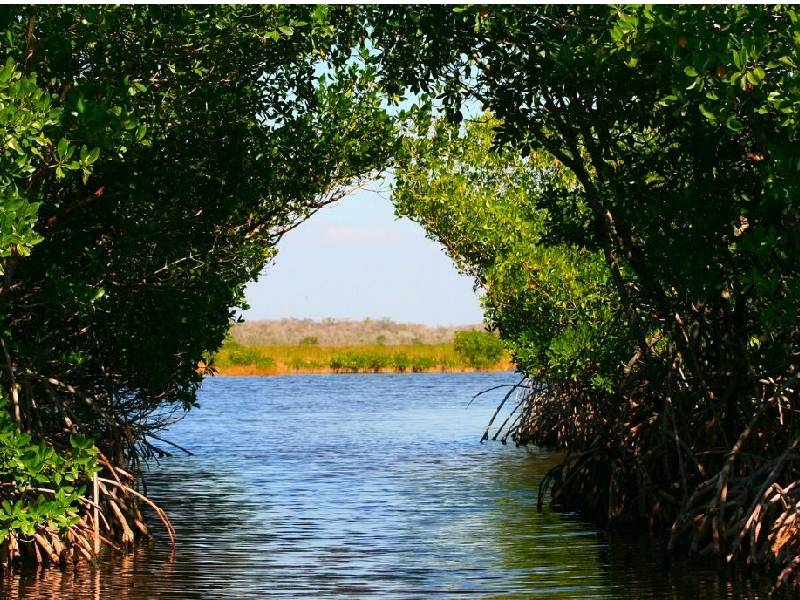 Quitana Roo perdido 9 mil HA de manglar en 31 años