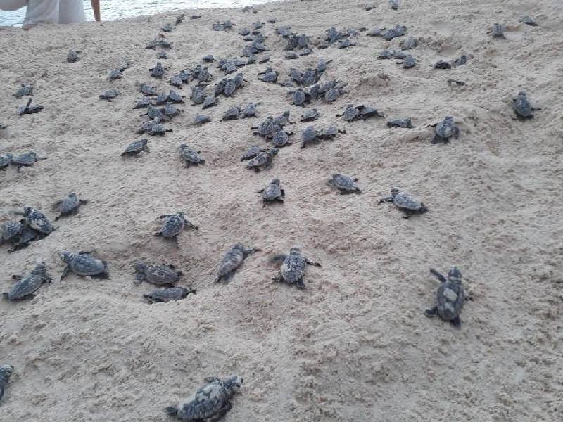 La temporada de anidación de tortugas marinas en Playa del Carmen es más productiva