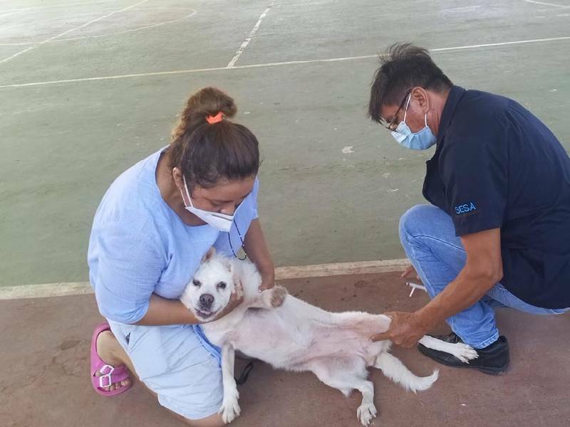 Ayuntamiento de Lázaro Cárdenas prevé vacunar contra la rabia a más de dos mil perros y gatos