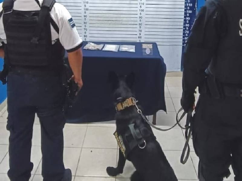 Oficial canino detecta en la vía pública estupefacientes en la Quinta Avenida