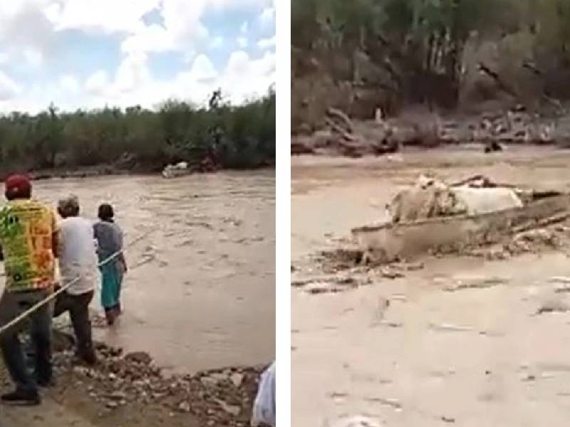 VIDEO_ Así rescataron a un rebaño de chivas atrapadas en un río