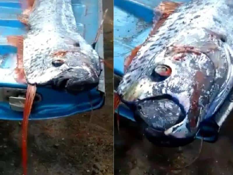 Aparece en Sinaloa pez remo, conocido por “presagiar” terremotos