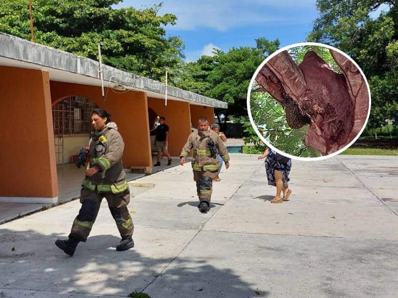Evacúan escuela primaria en Cancún por ataque de abejas africanizadas