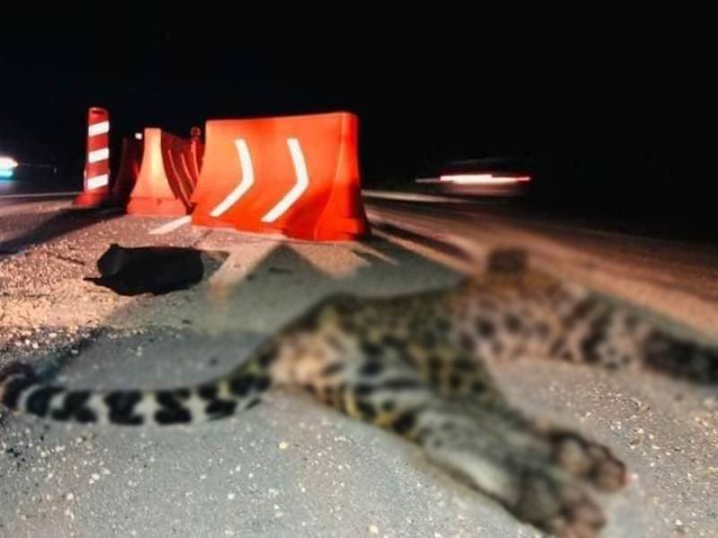 Atropellan a jaguar hembra en carretera de Playa del Carmen