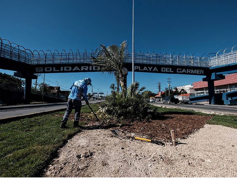 Solidaridad embellecerá el tramo municipal del camellón central de la 307