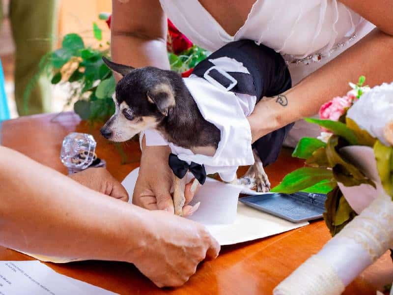 Perrito firma como testigo en la boda de sus dueños