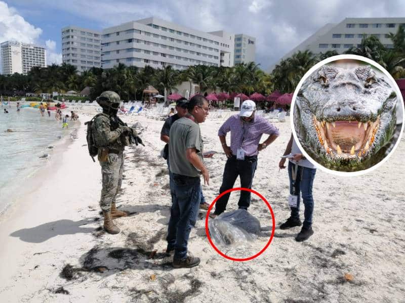 Encuentran cabeza de cocodrilo a la orilla de una playa en la Zona Hotelera