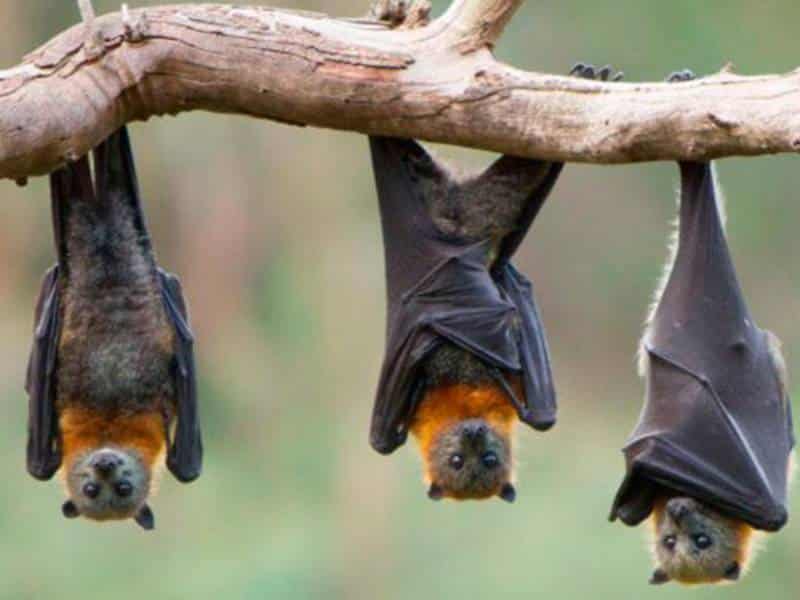 Murciélagos y Halloween, mitos y realidades