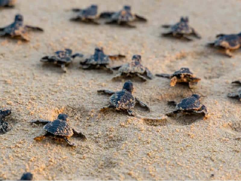 Van 32 mil nidos de tortugas en Quintana Roo