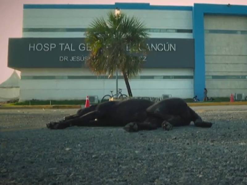Perrita lleva tres meses esperando a su humano afuera del Hospital General de Cancún