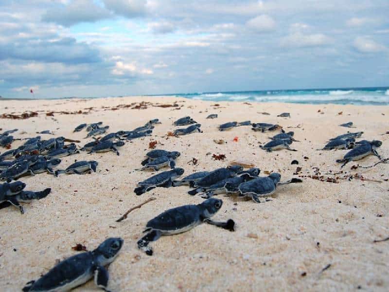 Vuelven al mar más de 667 mil crías de tortuga