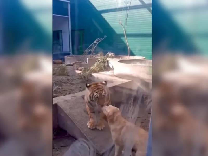 Video. ¡Como si nada! Perrito juega con un par de tigres