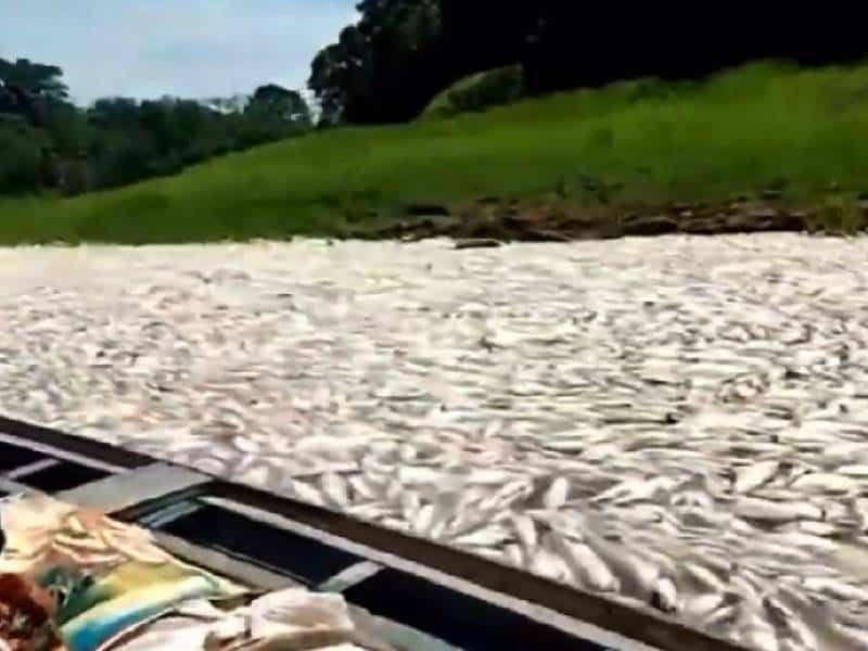 Video. Miles de peces aparecen muertos en el lago Coari