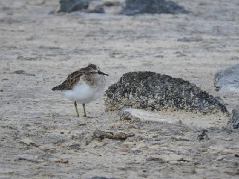 La FPMC registró 39 especies de aves durante un monitoreo en el Parque Ecoturístico Punta Sur