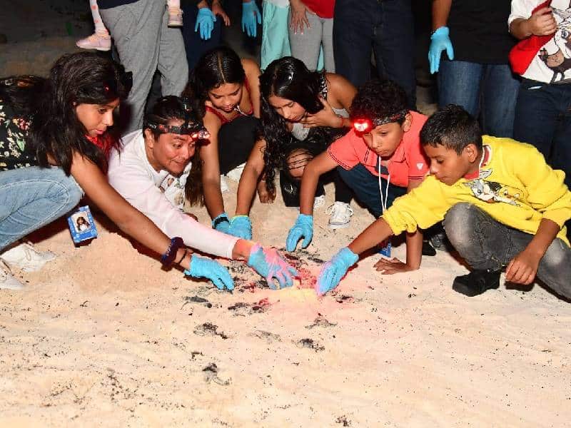 Clausuran temporada de tortugas marinas en Cozumel con mil 40 nidos registrados