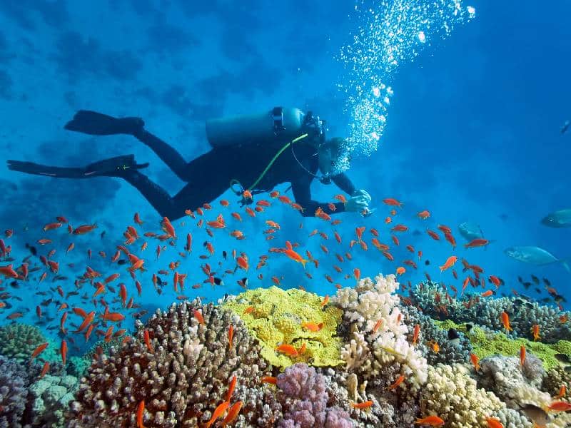 Invierten 17 MDP en reparar arrecifes