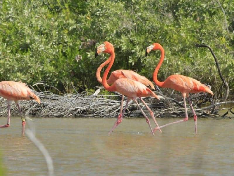 El Parque Punta Sur se torna rosa con la presencia de flamencos