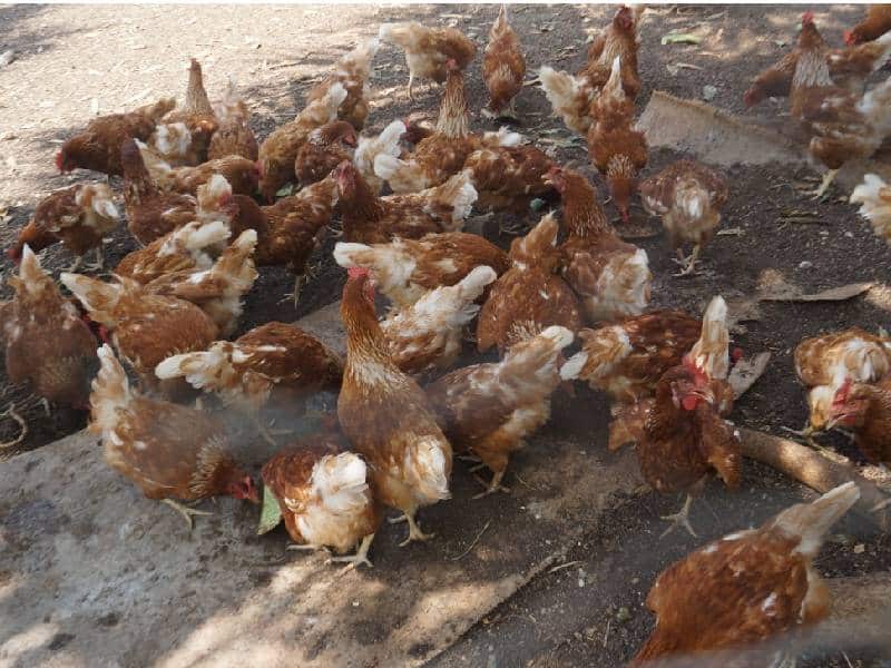 Quintana Roo mantiene vigilancia sanitaria por ingreso de pollos con influenza aviar