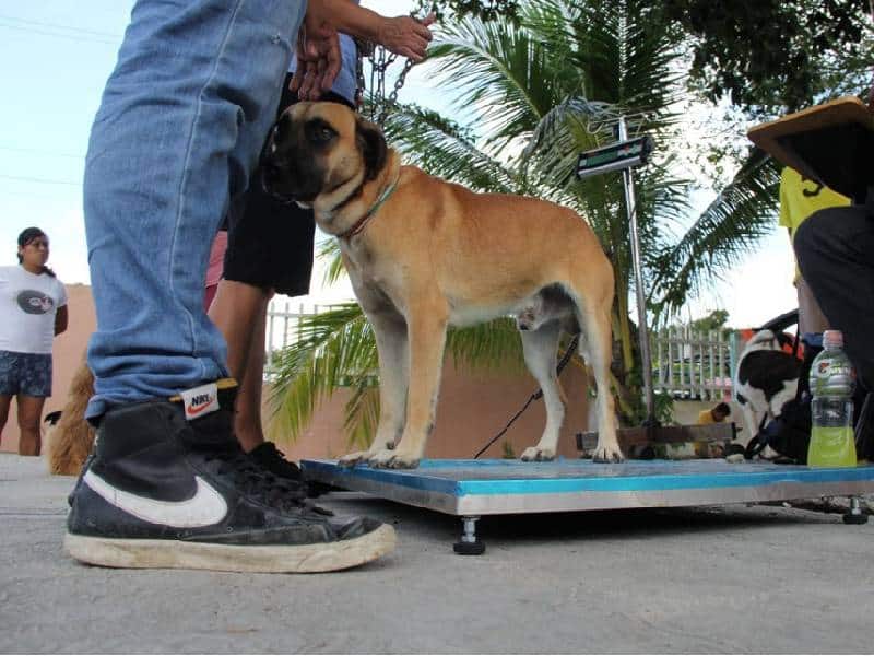 Ayuntamiento de Benito Juárez promueve cuidado responsable de mascotas