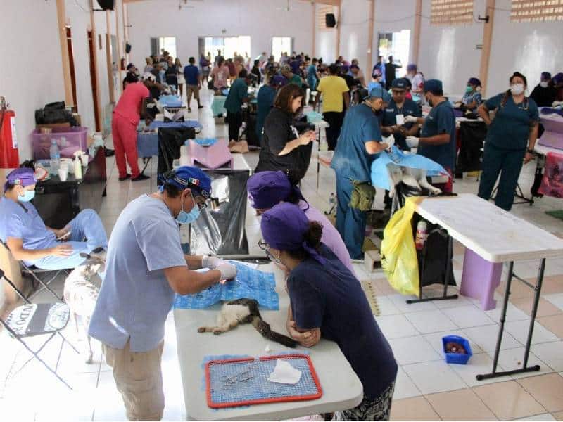 Ayuntamiento de Puerto Morelos práctica más de mil cirugías de esterilización a mascotas
