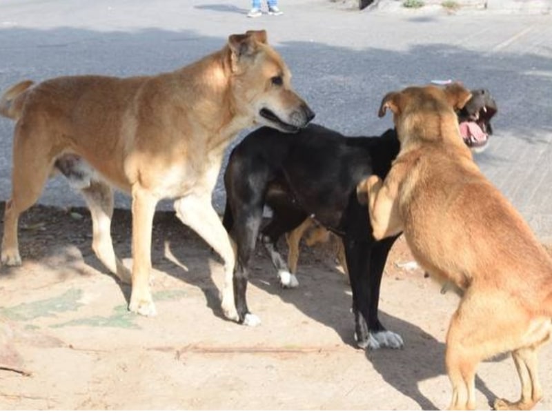 Perros callejeros invaden Cancún