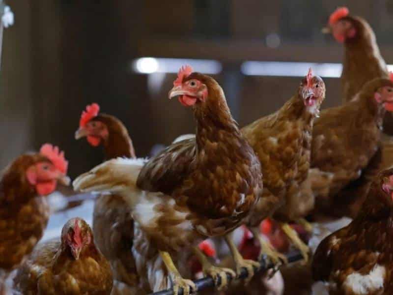 Q.Roo sin casos de gripe aviar y con férrea vigilancia sanitaria