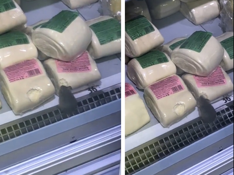 VIDEO: Captan a roedor comiendo quesos en refri de supermercado
