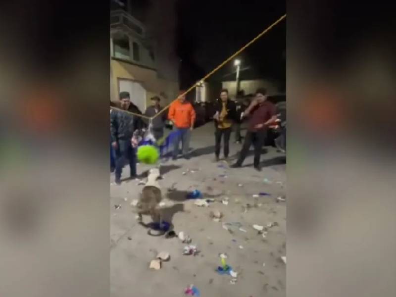TikTok: ¡Matanga! Perrito ‘roba’ piñata en posada en Puebla