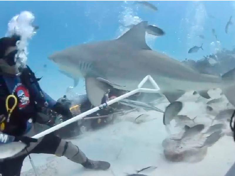 Buscan marcar tiburones en Playa del Carmen para su localización electrónica