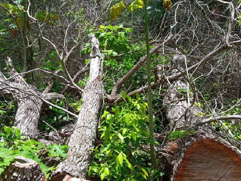 Líder ejidal apremia a detener tala arbórea en Lázaro Cárdenas