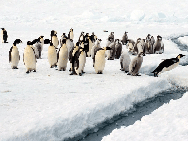 Pingüinos reales enfrentan amenaza del cambio climático